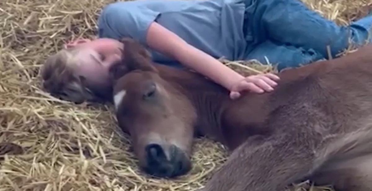 This foal is just 12 hours old and already has a friend for life